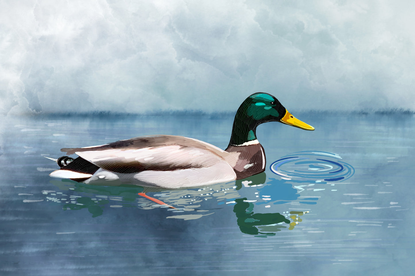 Drake Study - Illustrated Print by Thomas Little