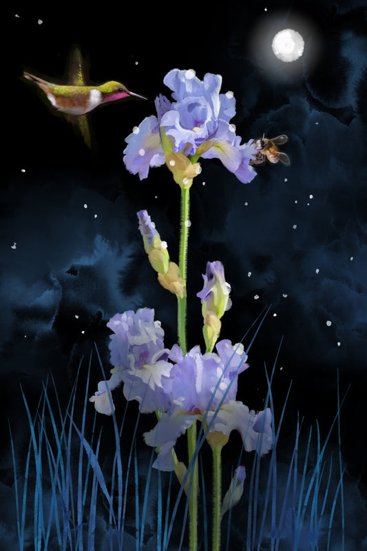 Iris in Moonlight - Illustrated Print by Thomas Little