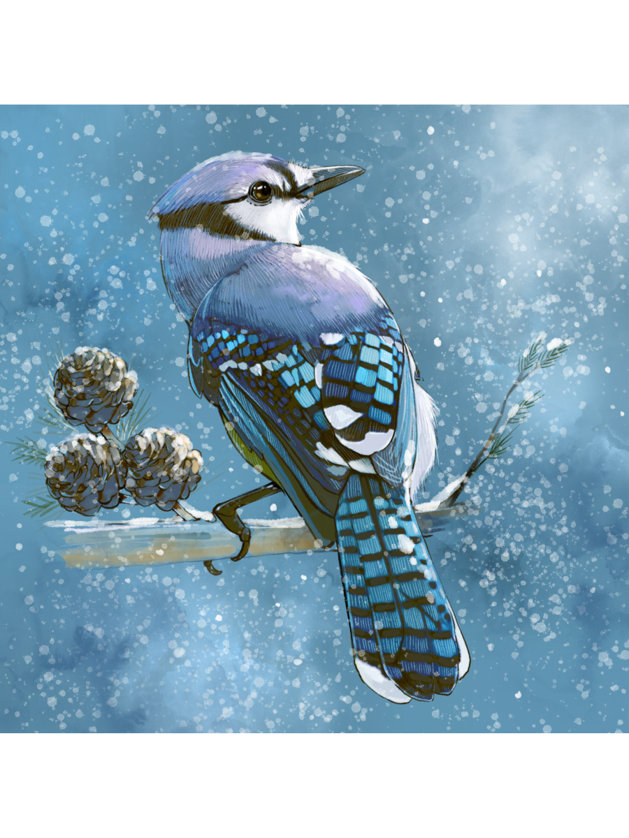 Jay in the Snowfall - Illustrated Print by Thomas Little