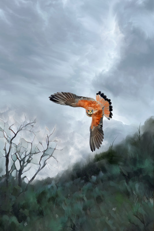 Raptor in Flight - Illustrated Print by Thomas Little