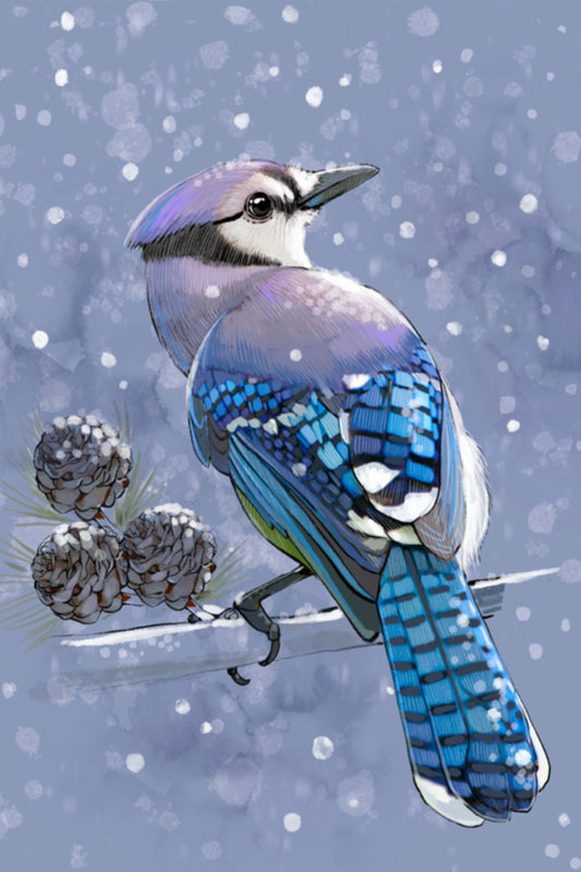 Winter Bluejay II- Illustrated Print by Thomas Little