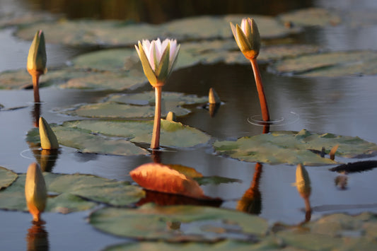 African Water Lilies - Illustrated Print by Thomas Little