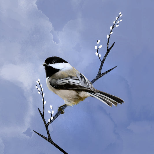 Black-capped Chickadee - Illustrated Print by Thomas Little