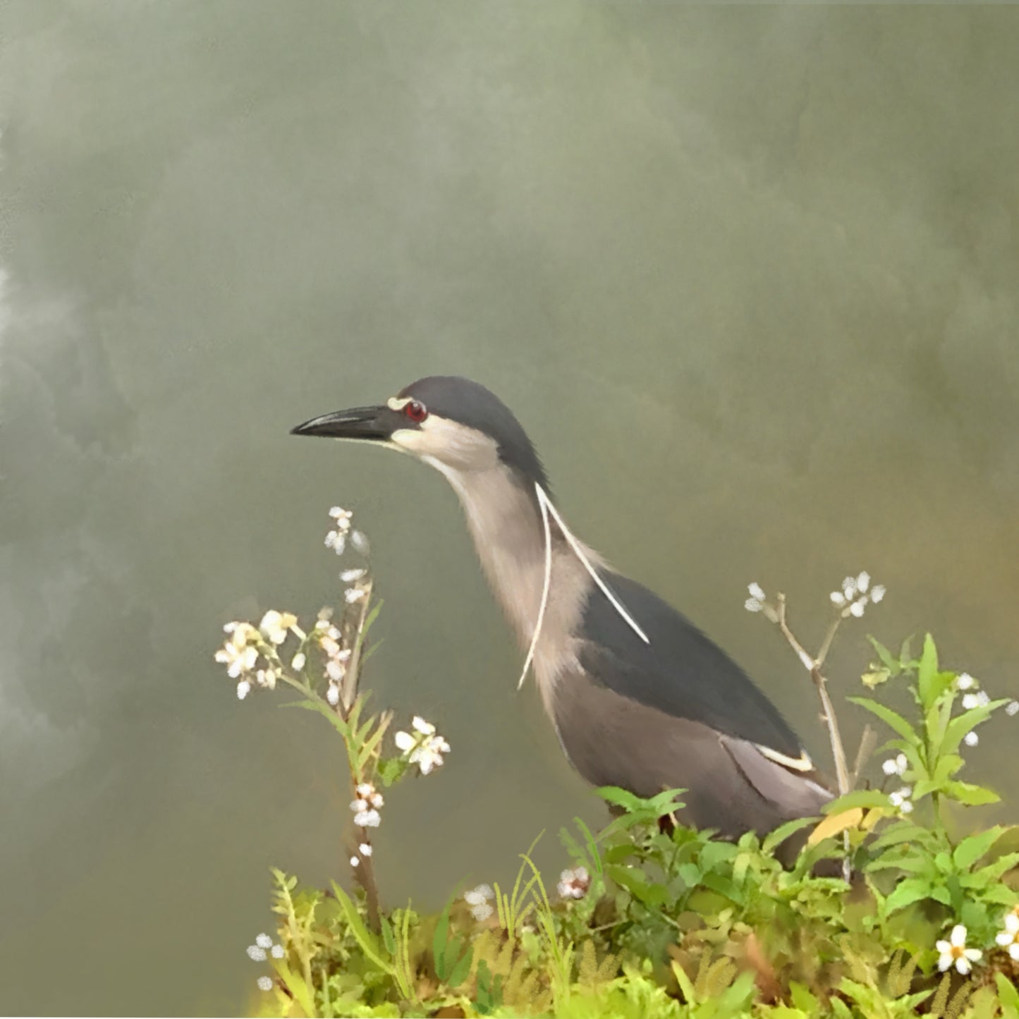 Black Crowned Night Heron - Illustrated Print by Thomas Little