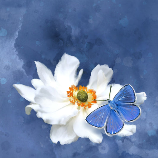 Blue Butterfly White Flower - Illustrated Print by Thomas Little