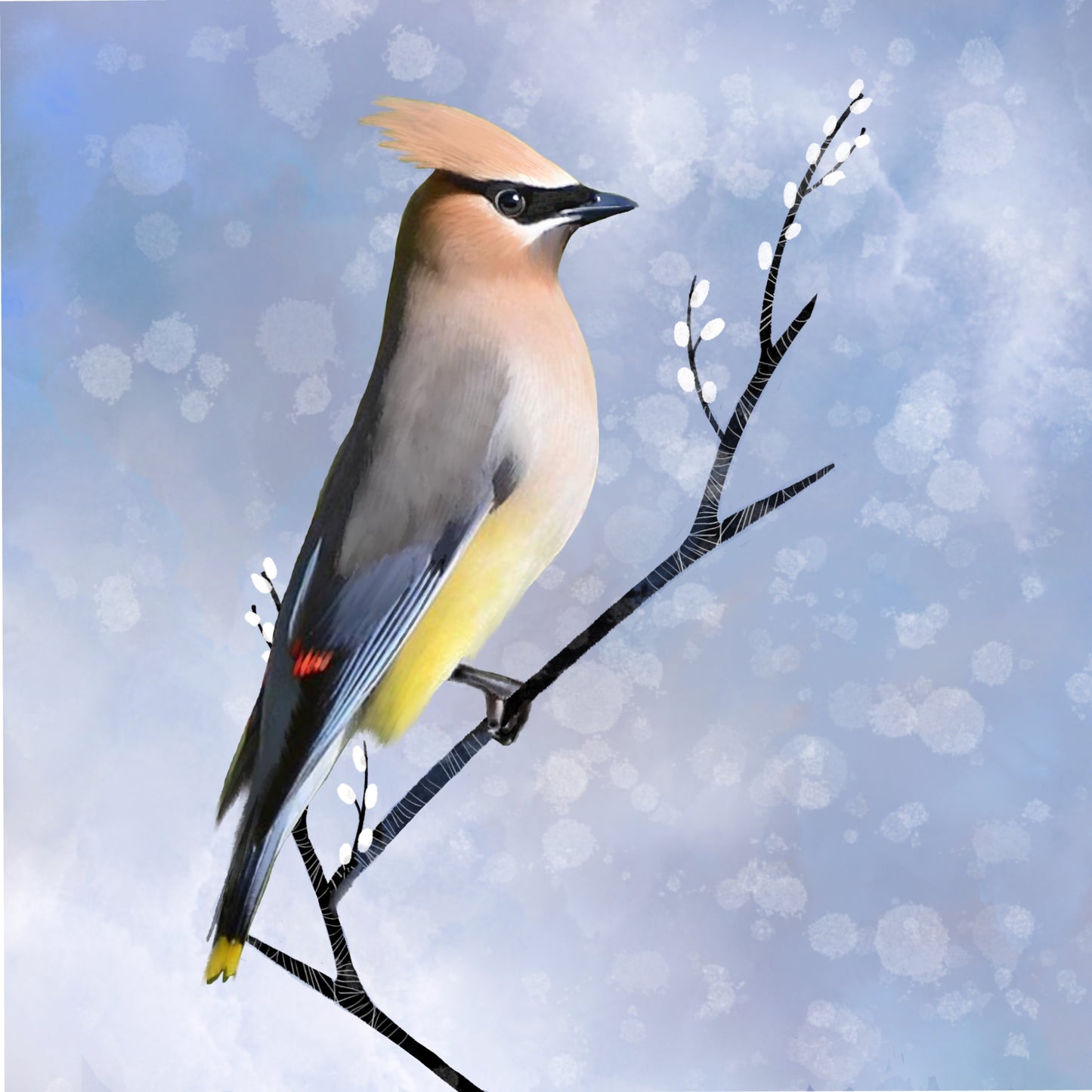 Cedar Waxwing - Illustrated Print by Thomas Little