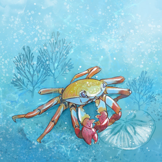 Coastal Crab - Illustrated Print by Thomas Little