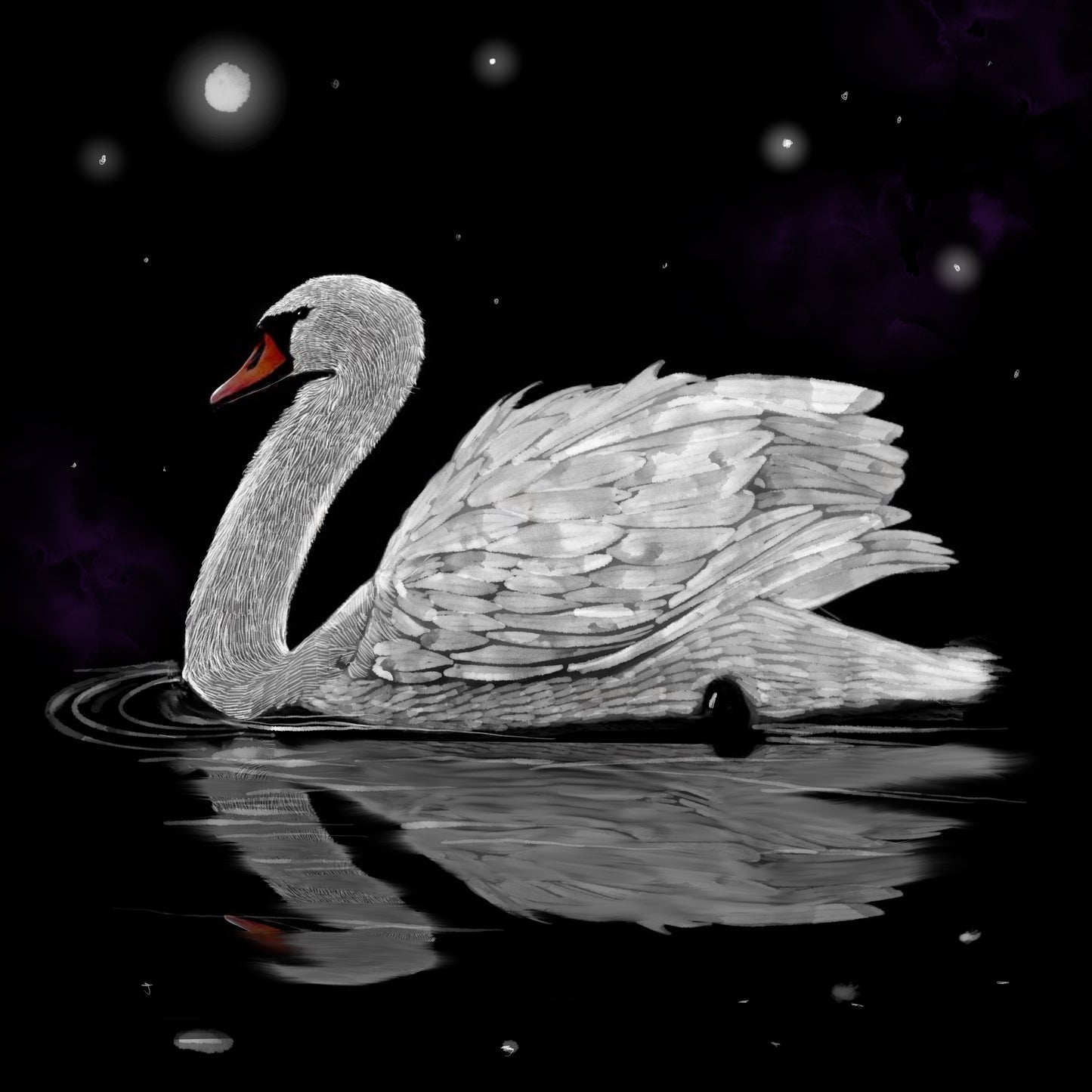 Dark Night White Swan - Illustrated Print by Thomas Little