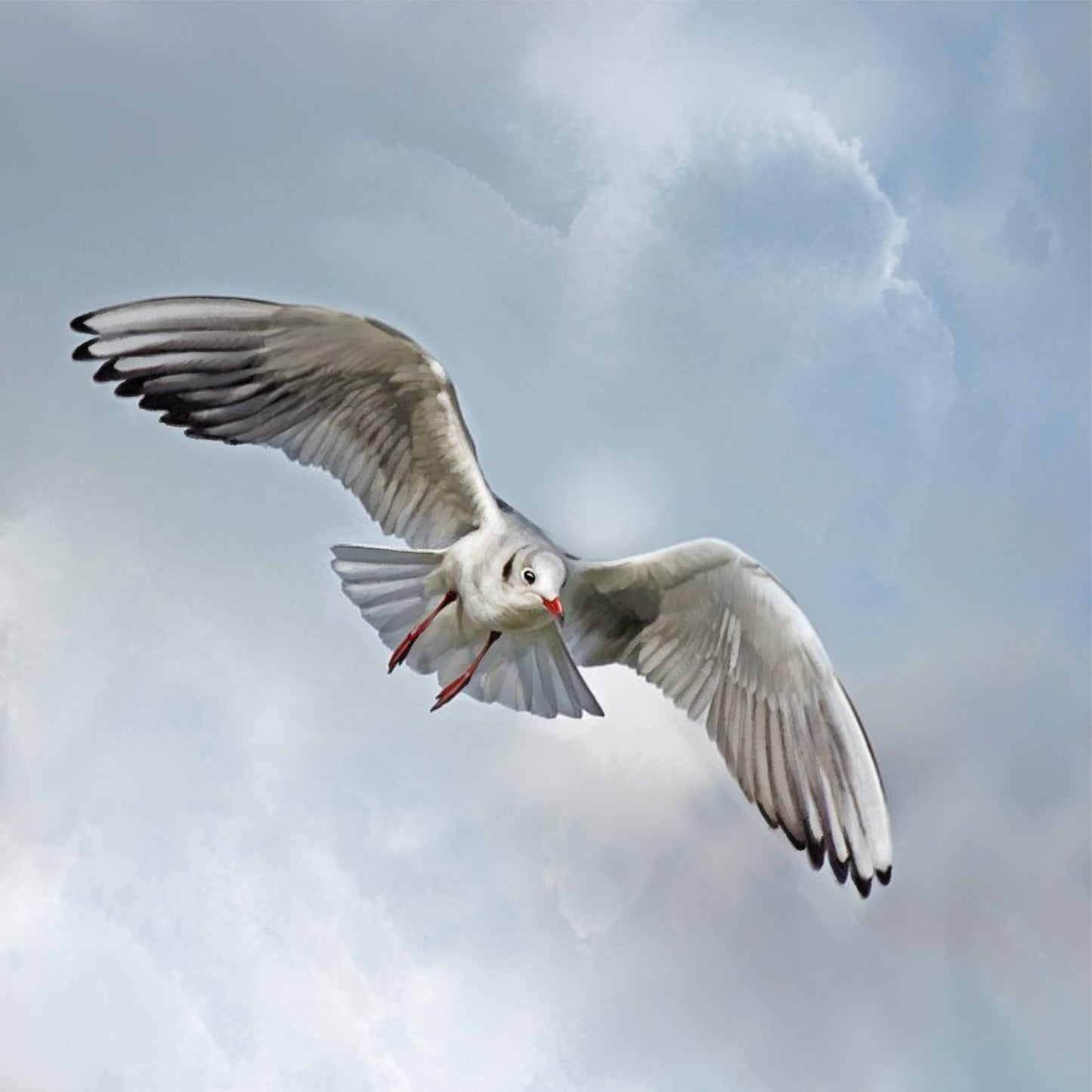 Gull Descending - Illustrated Print by Thomas Little
