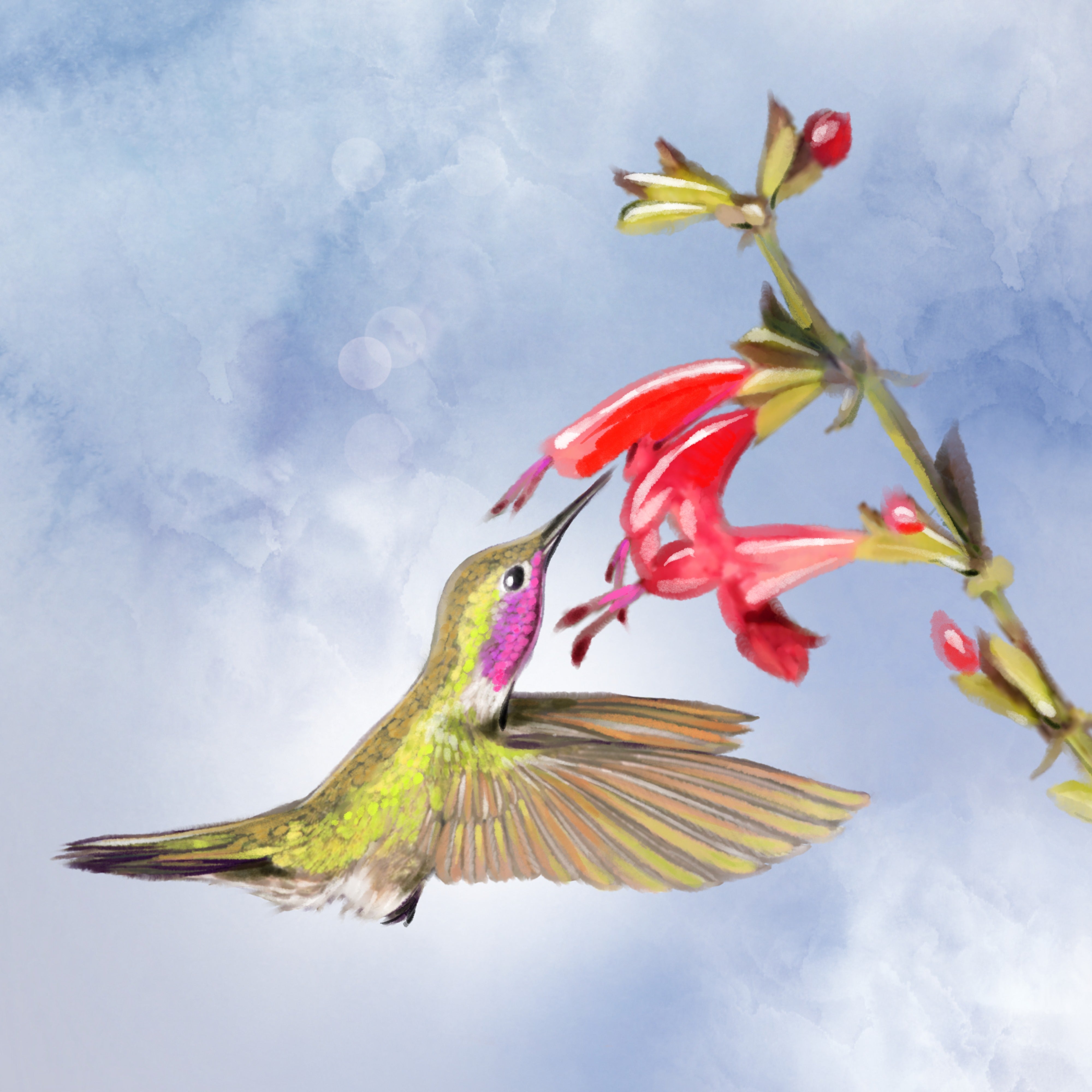 Hummingbird Ocean Hummingbird Spring - Illustrated Print by Thomas Little β Little Ocean ...