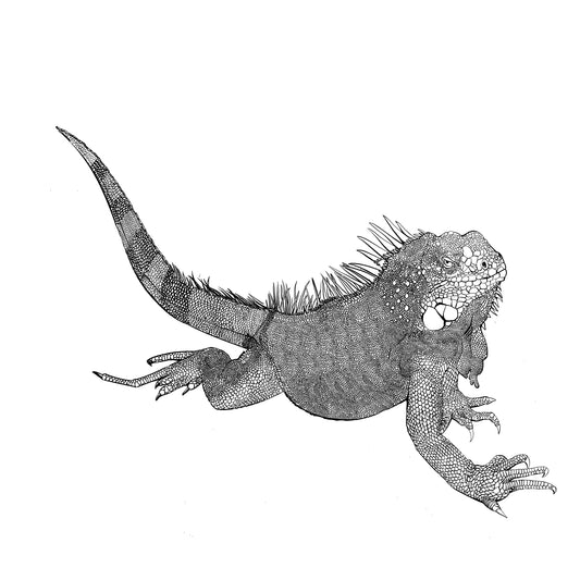 Iguana - Illustrated Print by Thomas Little