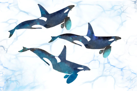 Killer Whales in Motion - Illustrated Print by Thomas Little