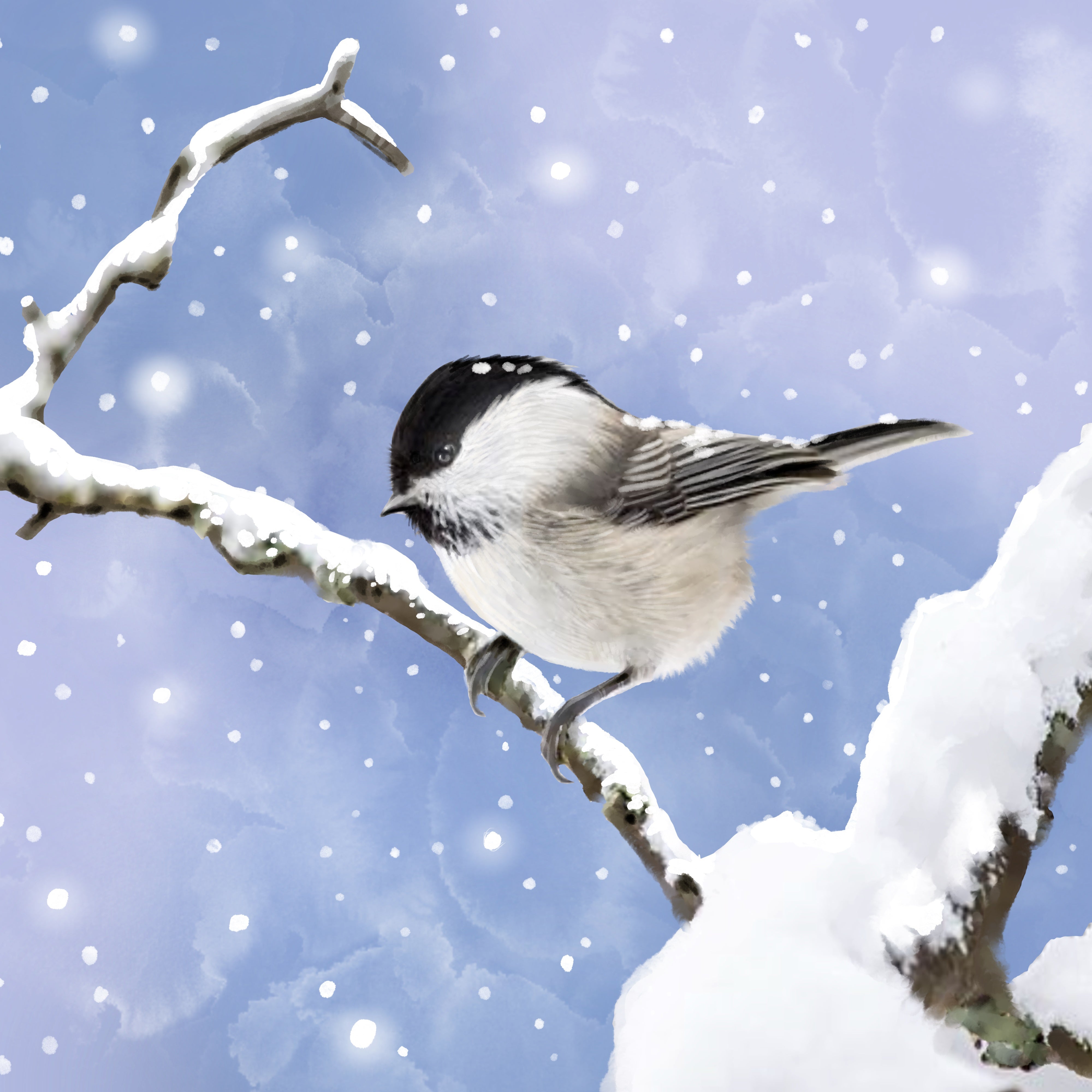 Late Spring Snow - Illustrated Print by Thomas Little – Little Ocean ...