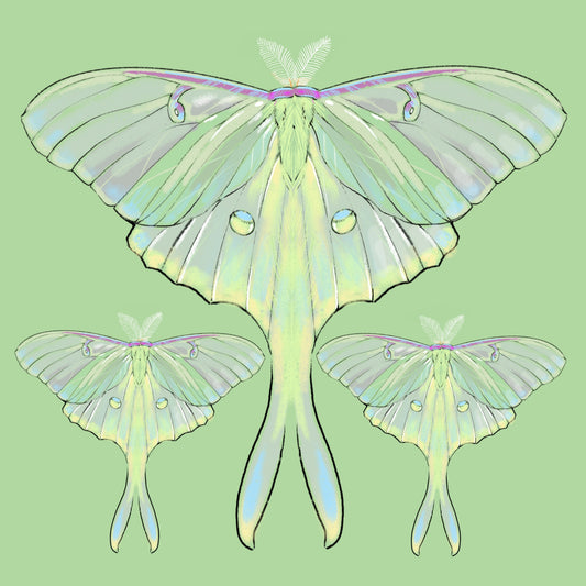 Luna Moths - Illustrated Print by Thomas Little