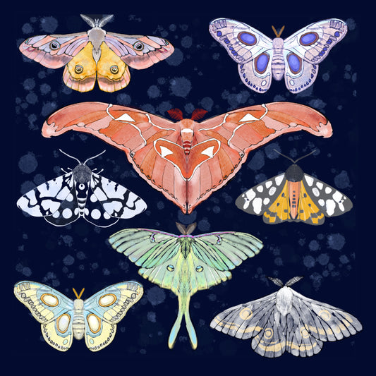 Magical Moths - Illustrated Print by Thomas Little