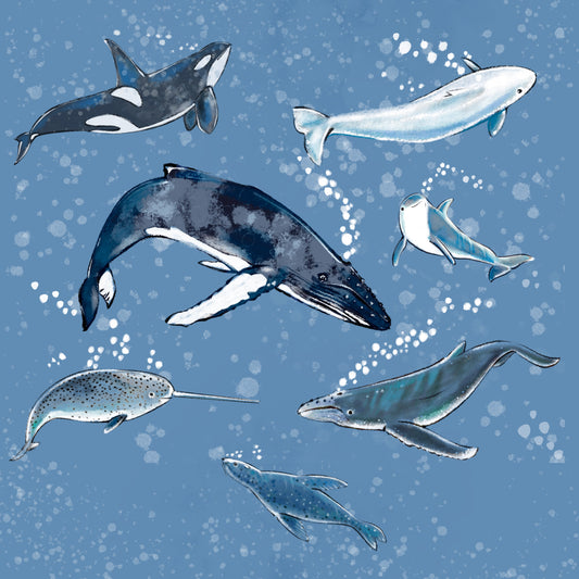 Marine Mammals - Illustrated Print by Thomas Little