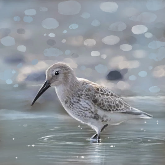 Morning Glow Pied Sandpiper - Illustrated Print by Thomas Little