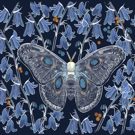 Moth Study - Illustrated Print by Thomas Little