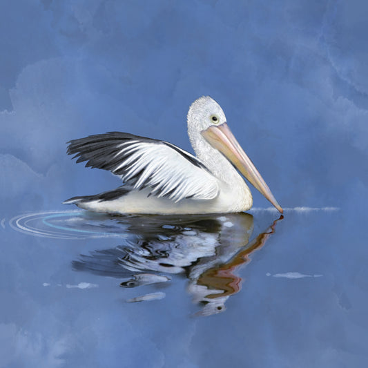 Pelican - Illustrated Print by Thomas Little