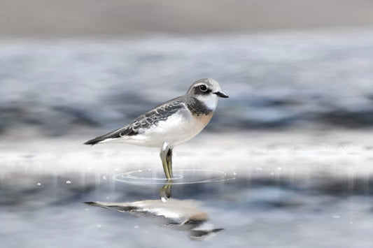 Quiet Morning Reflection - Illustrated Print by Thomas Little