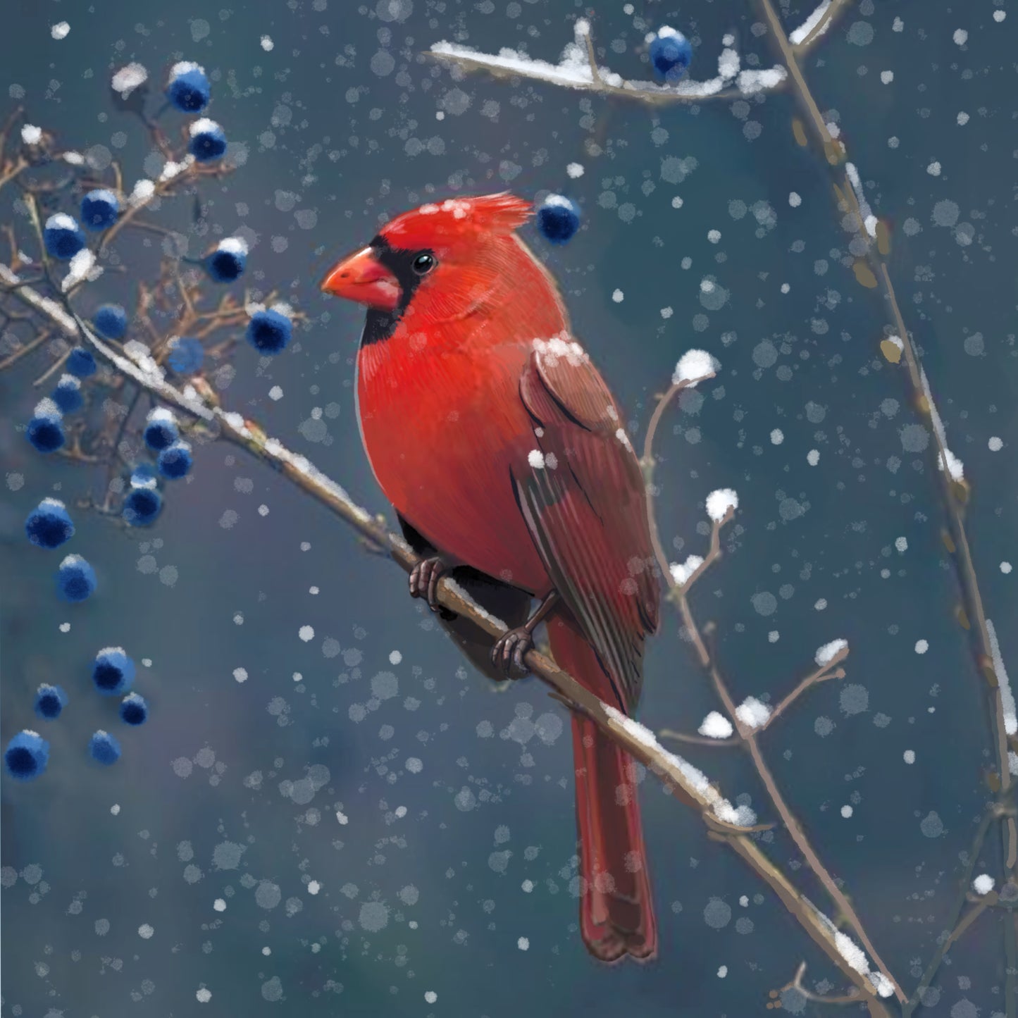 Red Cardinal Blue Berries - Illustrated Print by Thomas Little