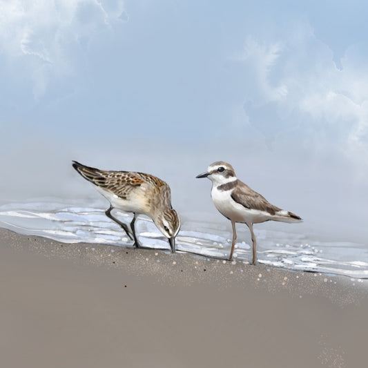 Seaside Shorebirds - Illustrated Print by Thomas Little