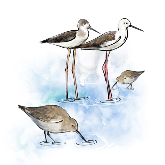 Shorebirds - Illustrated Print by Thomas Little