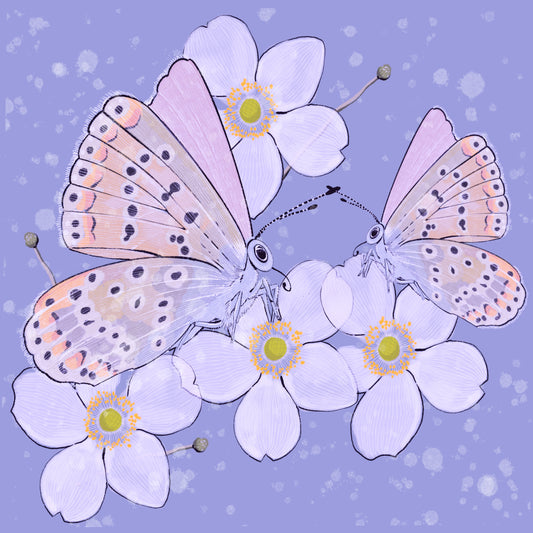 Spring Butterflies - Illustrated Print by Thomas Little