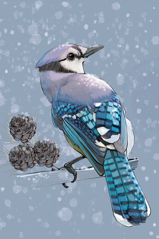 Winter Bluejay - Illustrated Print by Thomas Little