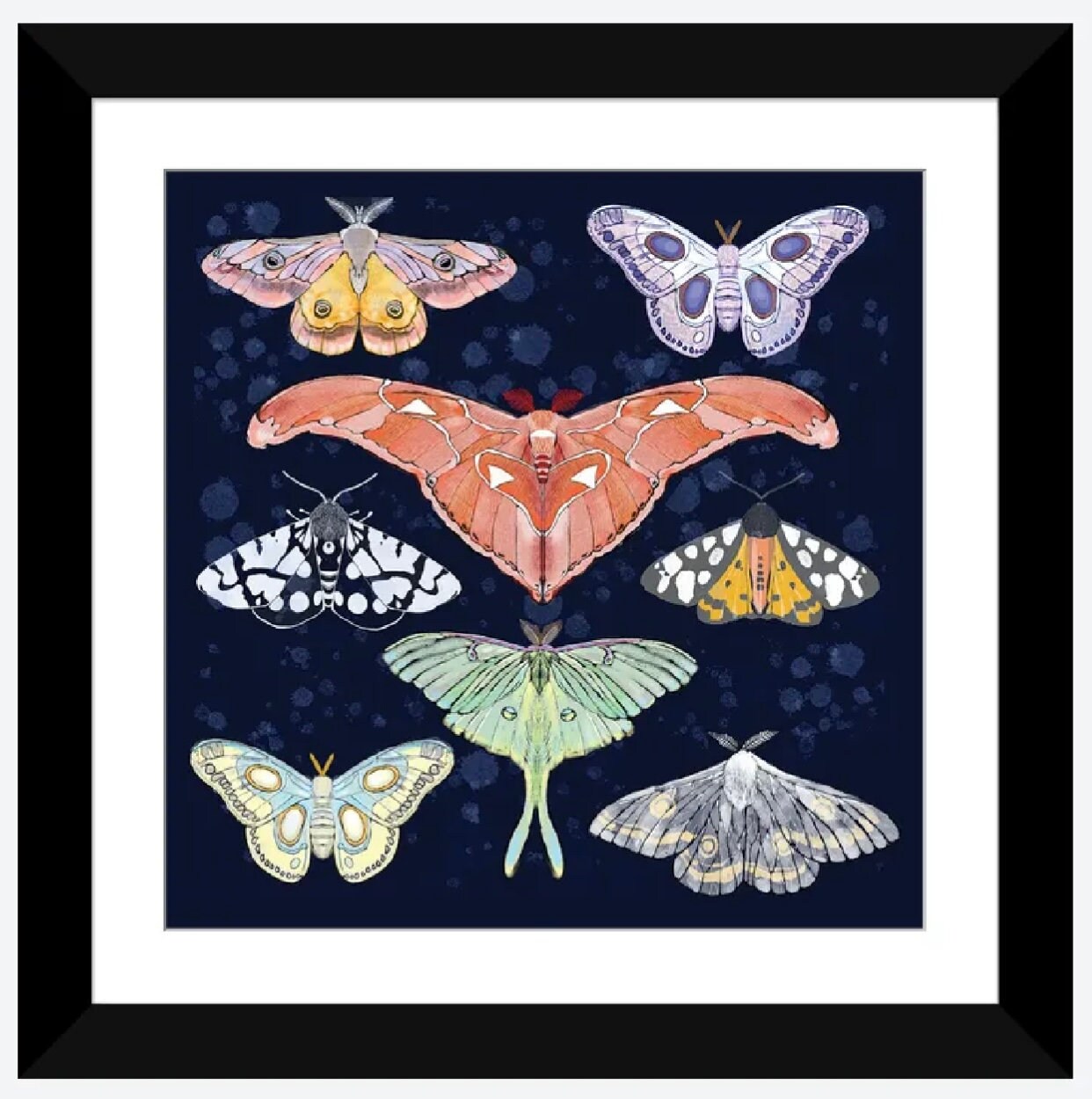 Magical Moths by Thomas Little - 16 X 16 inches - Framed Art Print