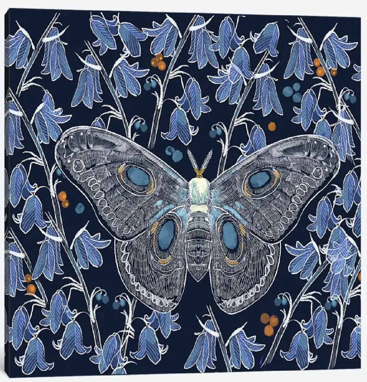 Moth Study by Thomas Little - 16 X 16 inches - Framed Art Print