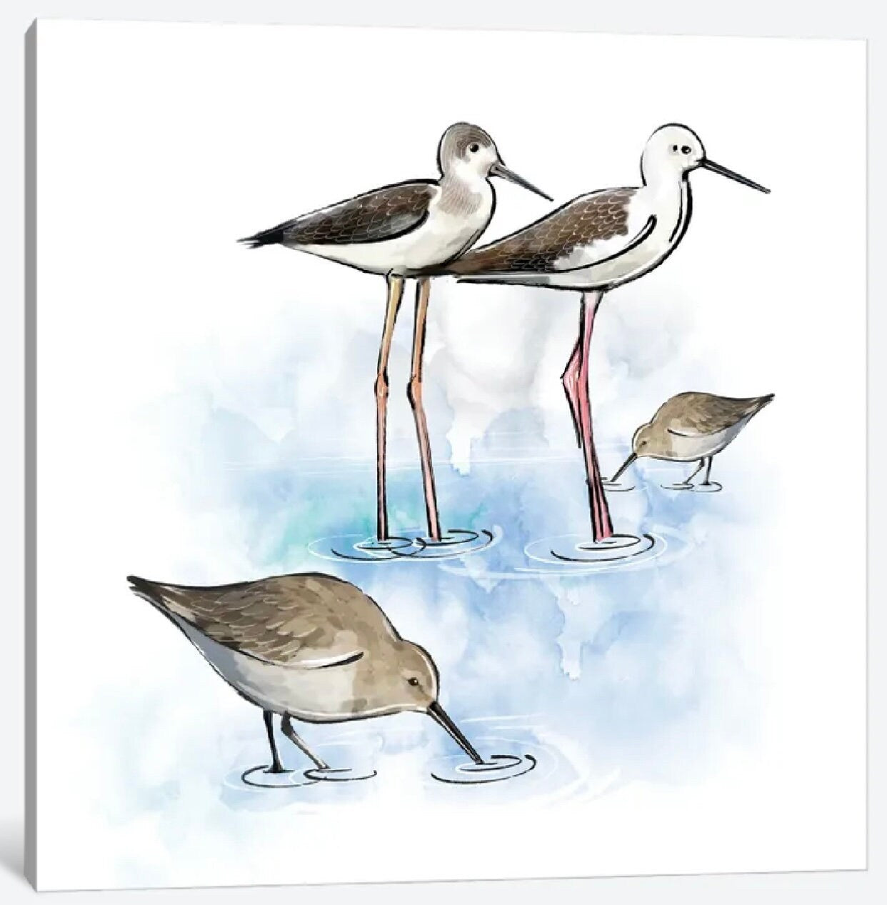 Shorebirds by Thomas Little - 16 X 16 inches - Framed Art Print