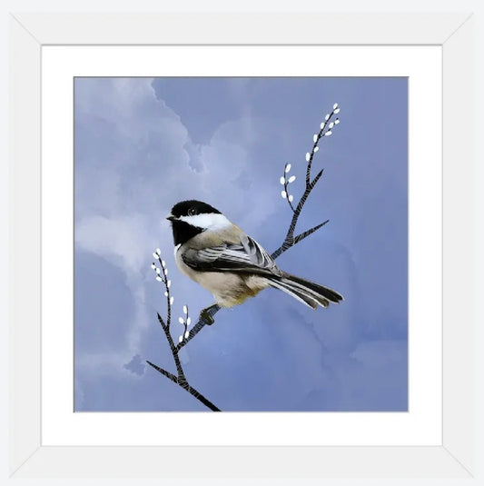 Black-capped Chichadee by Thomas Little - 16 X 16 inches - Framed Art Print