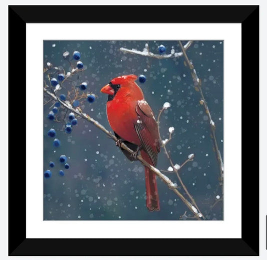 Red Cardinal Blue Berries by Thomas Little - 16 x 16 inches - Framed Art Print