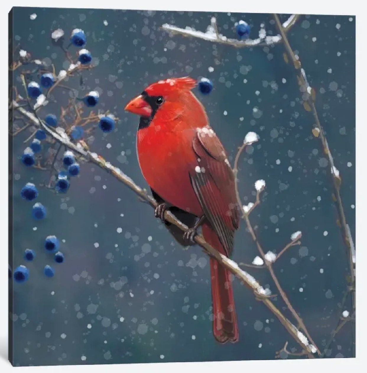 Red Cardinal Blue Berries by Thomas Little - 16 x 16 inches - Framed Art Print