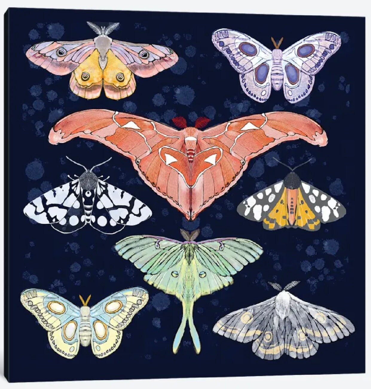 Magical Moths by Thomas Little - 16 X 16 inches - Framed Art Print