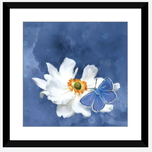 Blue Butterfly White Flower by Thomas Little - 16 x 16 inches - Framed Art Print