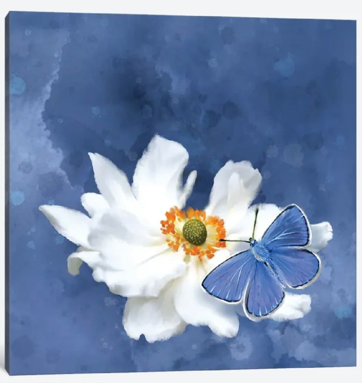 Blue Butterfly White Flower by Thomas Little - 16 x 16 inches - Framed Art Print