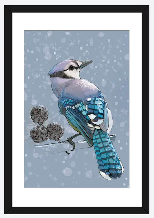 Winter Bluejay by Thomas Little - 16 X 24 inches - framed art print arrives ready to hang