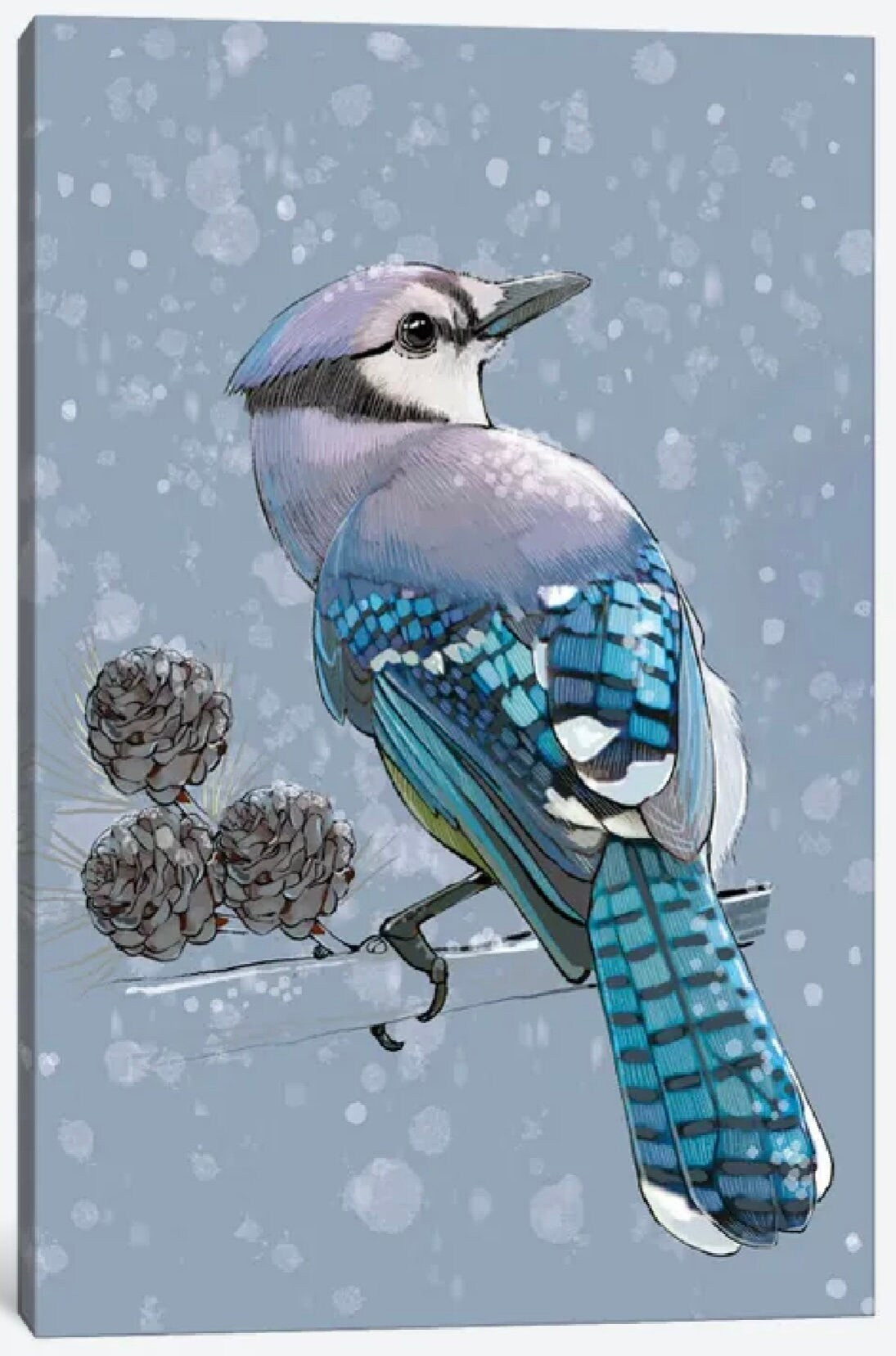 Winter Bluejay by Thomas Little - 16 X 24 inches - framed art print arrives ready to hang